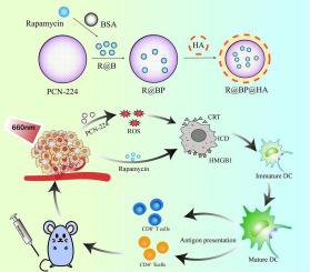 Nanoscale metal-organic framework delivers rapamycin to induce tissue immunogenic cell death and potentiates cancer immunotherapy