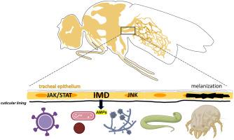 The tracheal immune system of insects - A blueprint for understanding epithelial immunity