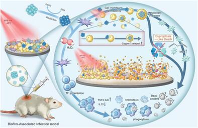 Biofilm Microenvironment-Responsive Self-Assembly Nanoreactors for All-Stage Biofilm Associated Infection through Bacterial Cuproptosis-like Death and Macrophage Re-Rousing