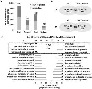 Integrated Analysis of MRNA and MiRNA Expression Profiles in dys-1 Mutants of C. Elegans After Spaceflight and Simulated Microgravity