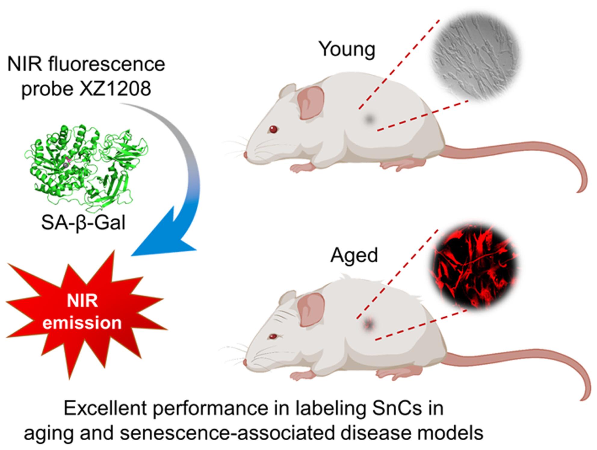A rationally designed fluorescence probe achieves highly specific and long-term detection of senescence in vitro and in vivo