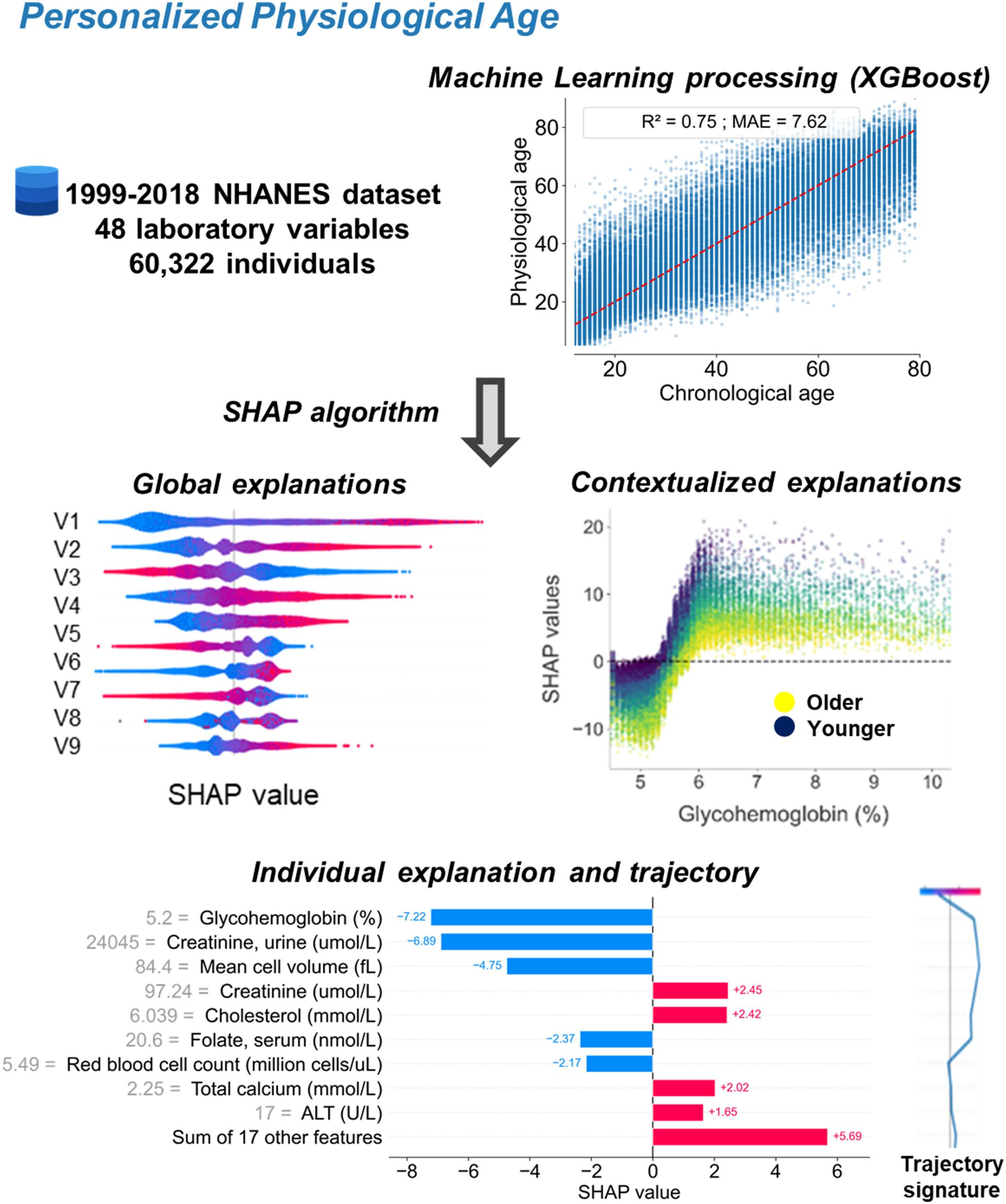 Explainable machine learning framework to predict personalized physiological aging
