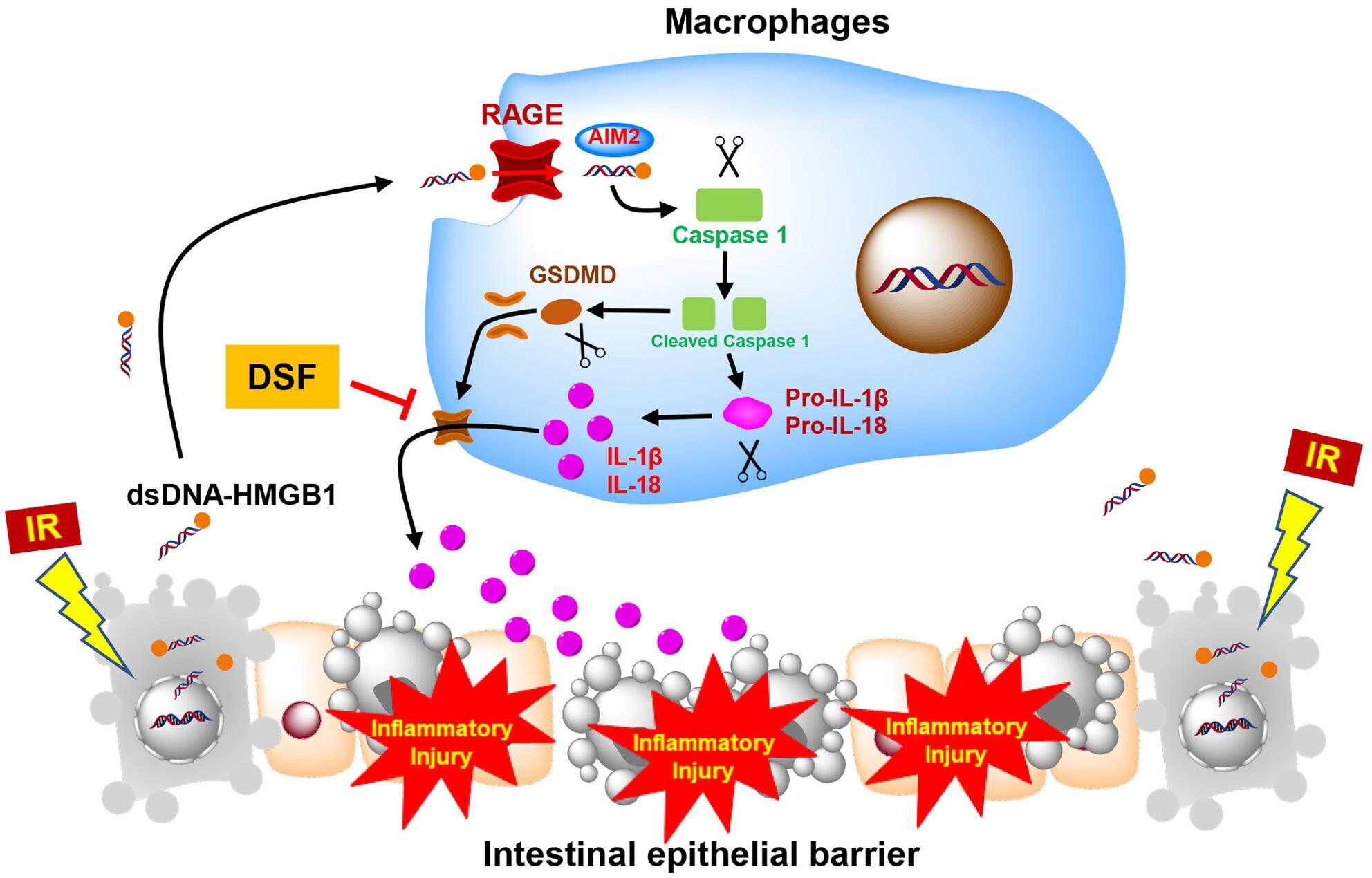 Released dsDNA-triggered inflammasomes serve as intestinal radioprotective targets