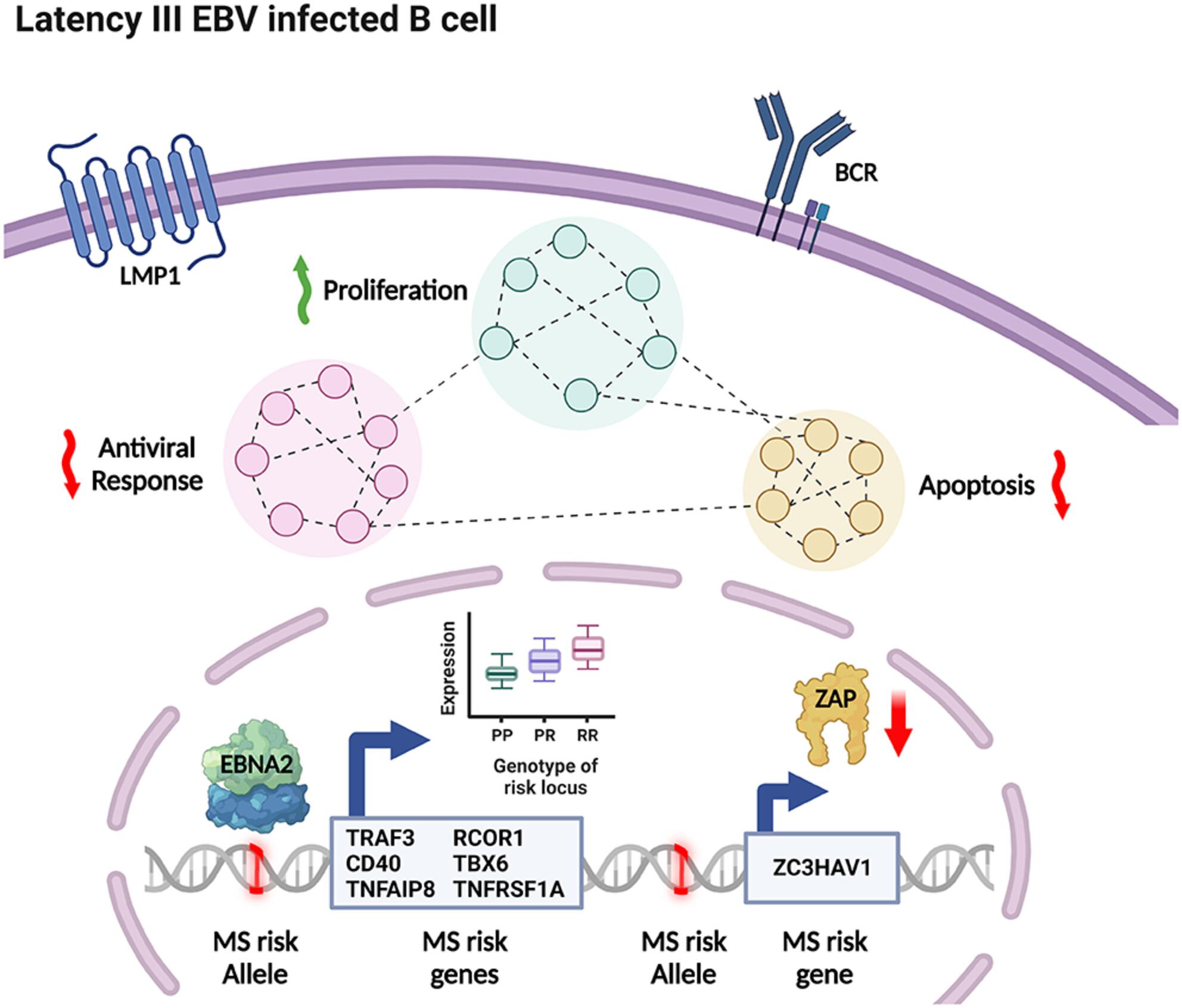 The interaction between Epstein–Barr virus and multiple sclerosis genetic risk loci: insights into disease pathogenesis and therapeutic opportunities