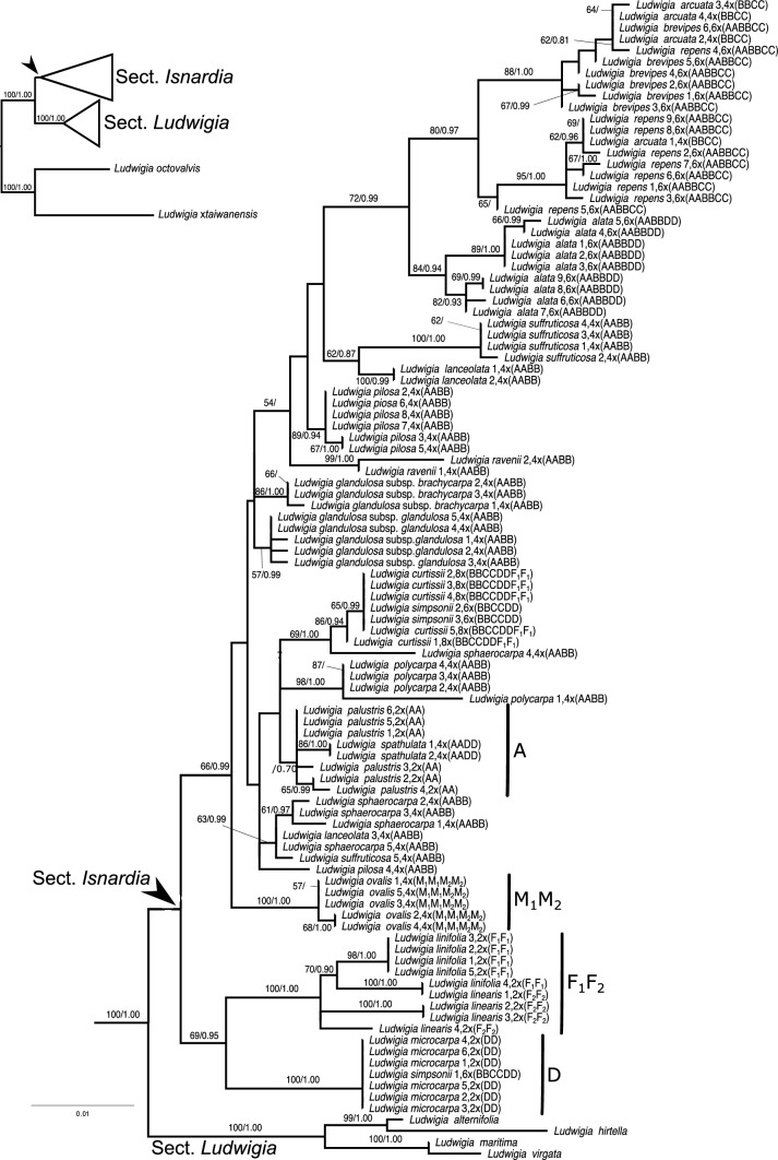 New insights into polyploid evolution and dynamic nature of Ludwigia section Isnardia (Onagraceae).