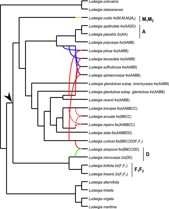 New insights into polyploid evolution and dynamic nature of Ludwigia section Isnardia (Onagraceae).