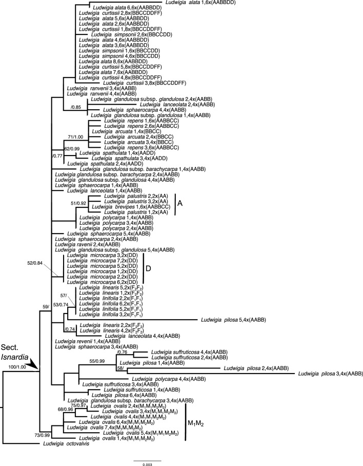 New insights into polyploid evolution and dynamic nature of Ludwigia section Isnardia (Onagraceae).