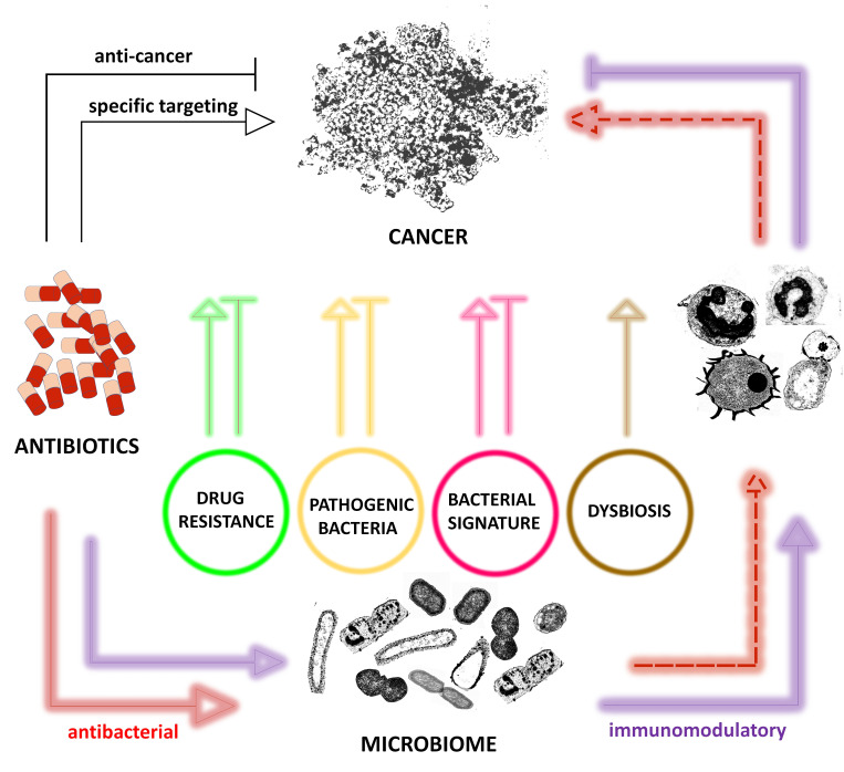 Novel insights at the crossroads of antibiotic use and cancer risk.