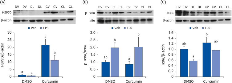 Role of heat shock protein 70 in regulation of anti-inflammatory response to curcumin in 3T3-L1 adipocytes.