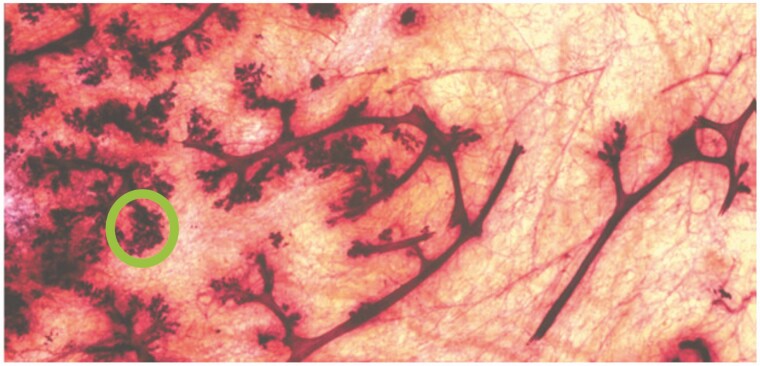 Lactation in domestic carnivores.