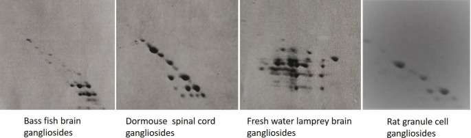 Alkali-labile gangliosides.