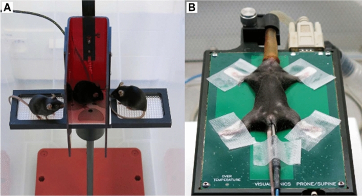 A review of standardized high-throughput cardiovascular phenotyping with a link to metabolism in mice.