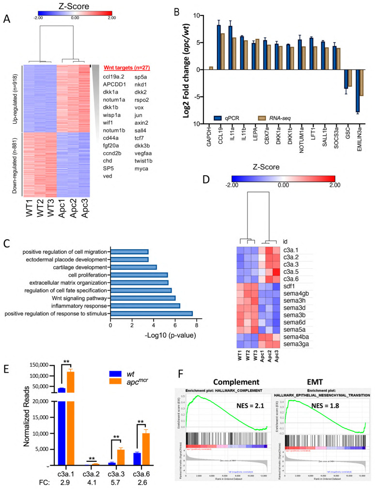 The Tumor Suppressor <i>Adenomatous Polyposis Coli (apc)</i> Is Required for Neural Crest-Dependent Craniofacial Development in Zebrafish.