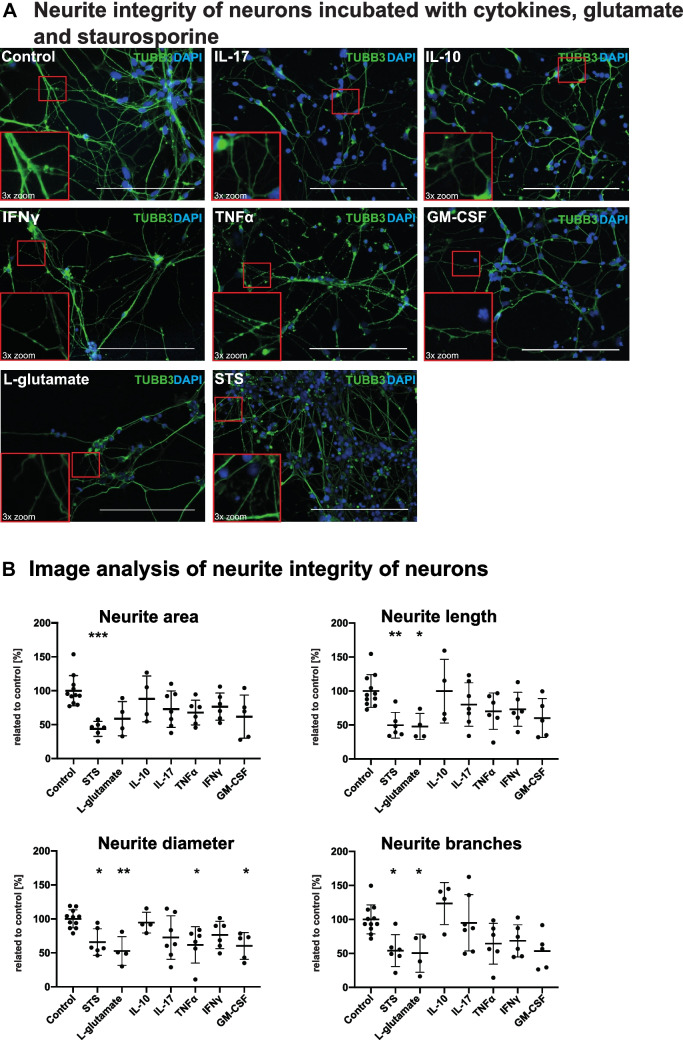 Inflammatory Cytokines Associated with Multiple Sclerosis Directly Induce Alterations of Neuronal Cytoarchitecture in Human Neurons.