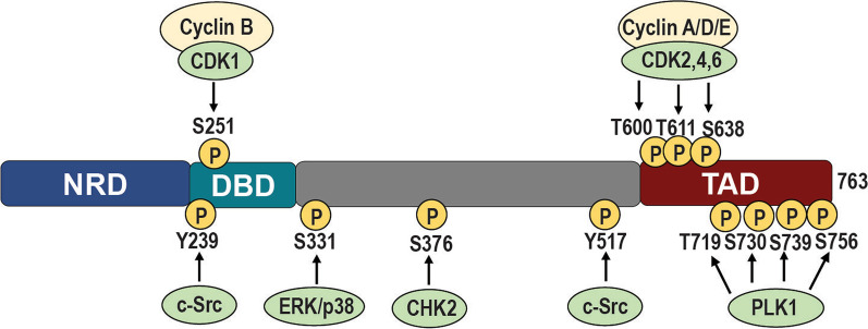 Targeting the oncogenic transcription factor FOXM1 to improve outcomes in all subtypes of breast cancer.