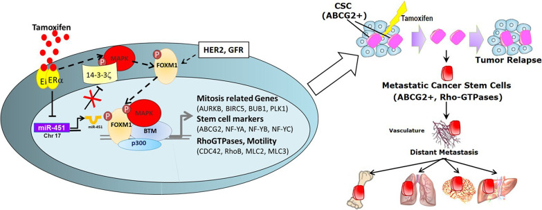 Targeting the oncogenic transcription factor FOXM1 to improve outcomes in all subtypes of breast cancer.