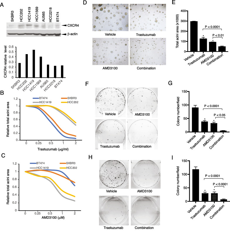 Targeting CXCR4 abrogates resistance to trastuzumab by blocking cell cycle progression and synergizes with docetaxel in breast cancer treatment.