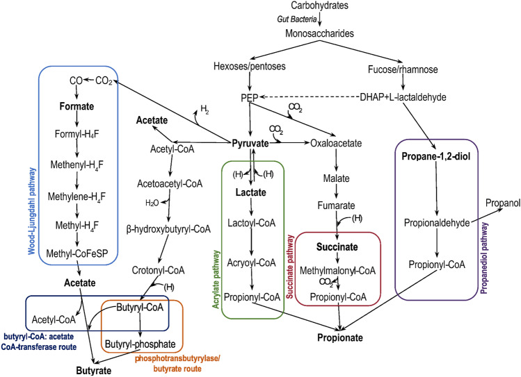 Short-Chain Fatty Acids-A Product of the Microbiome and Its Participation in Two-Way Communication on the Microbiome-Host Mammal Line.