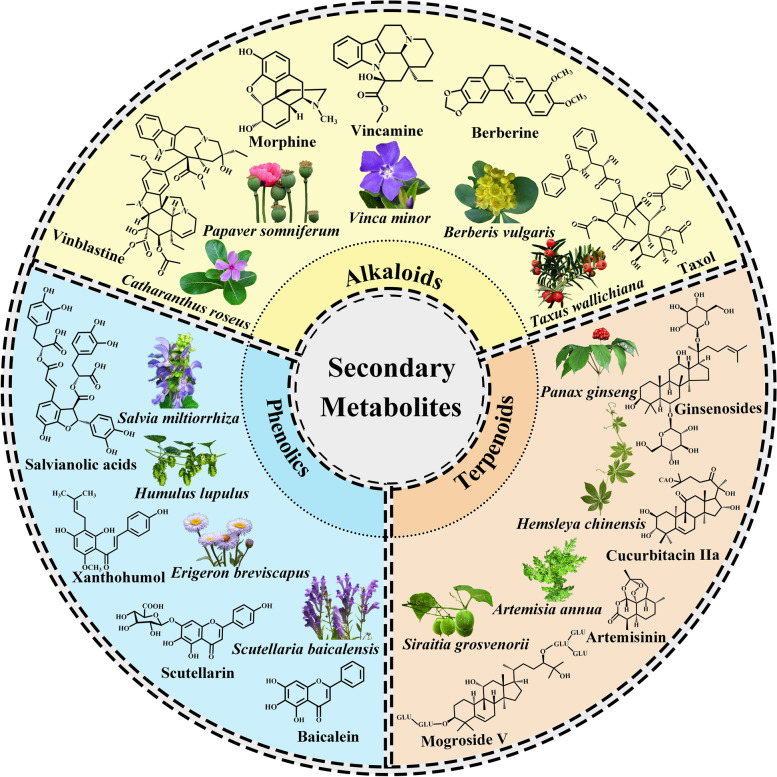 Multilayered regulation of secondary metabolism in medicinal plants.