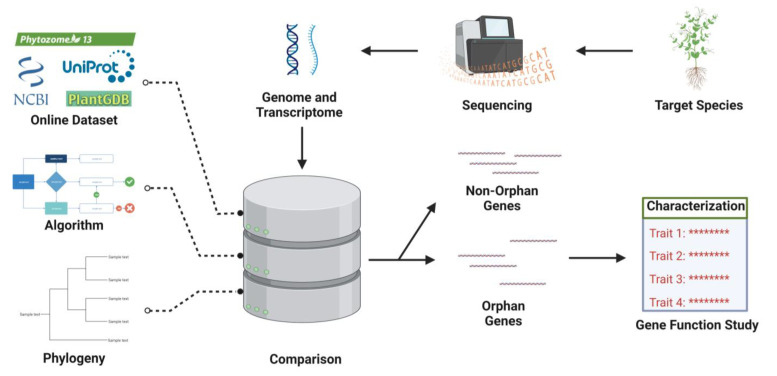 The Lost and Found: Unraveling the Functions of Orphan Genes.