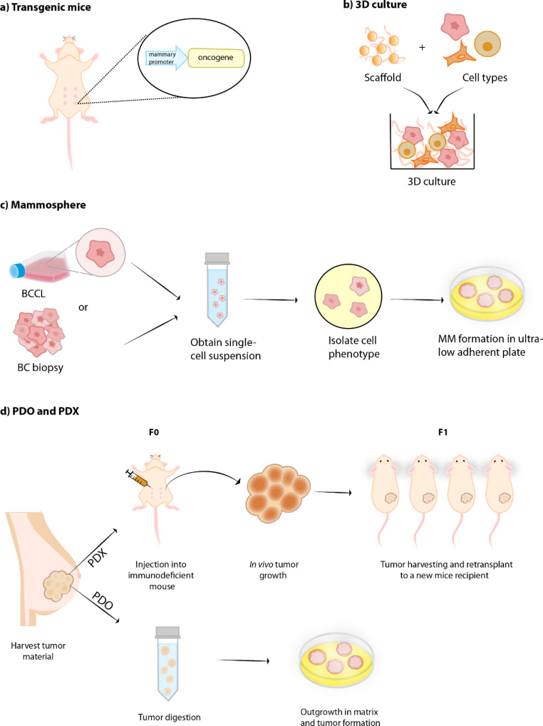 Molecular Characterization and Landscape of Breast cancer Models from a multi-omics Perspective.