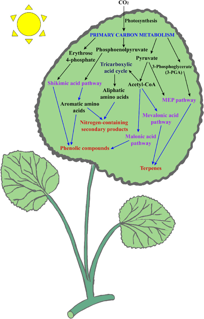 Multilayered regulation of secondary metabolism in medicinal plants.