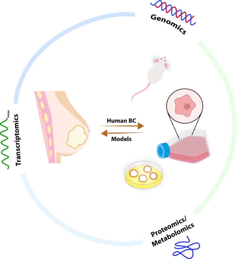 Molecular Characterization and Landscape of Breast cancer Models from a multi-omics Perspective.