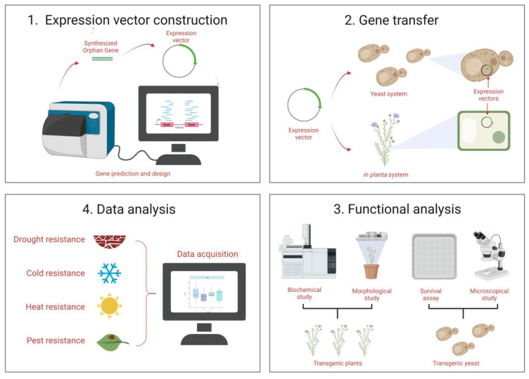 The Lost and Found: Unraveling the Functions of Orphan Genes.