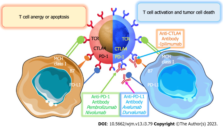 Immunotherapy for advanced gastric cancer.