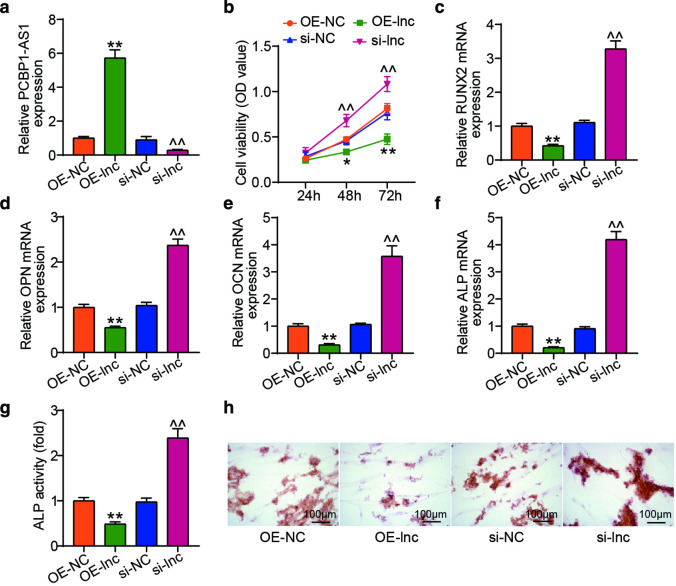 LncRNA PCBP1-AS1 induces osteoporosis by sponging miR-126-5p/PAK2 axis.