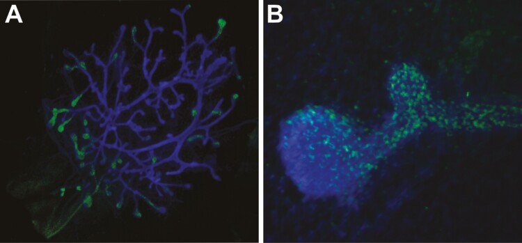 Development of the mammary glands and its regulation: how not all species are equal.