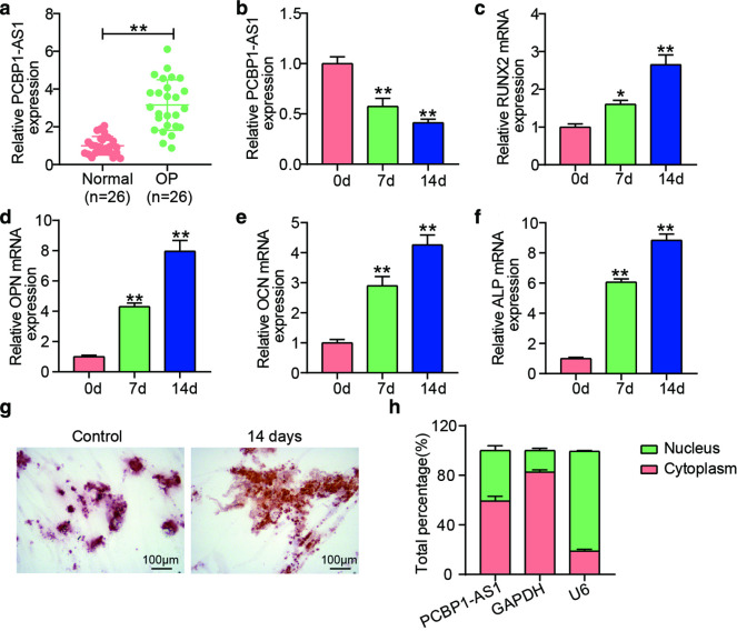 LncRNA PCBP1-AS1 induces osteoporosis by sponging miR-126-5p/PAK2 axis.