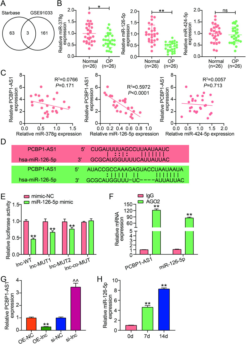 LncRNA PCBP1-AS1 induces osteoporosis by sponging miR-126-5p/PAK2 axis.