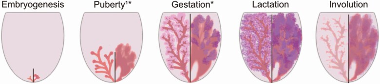 Development of the mammary glands and its regulation: how not all species are equal.