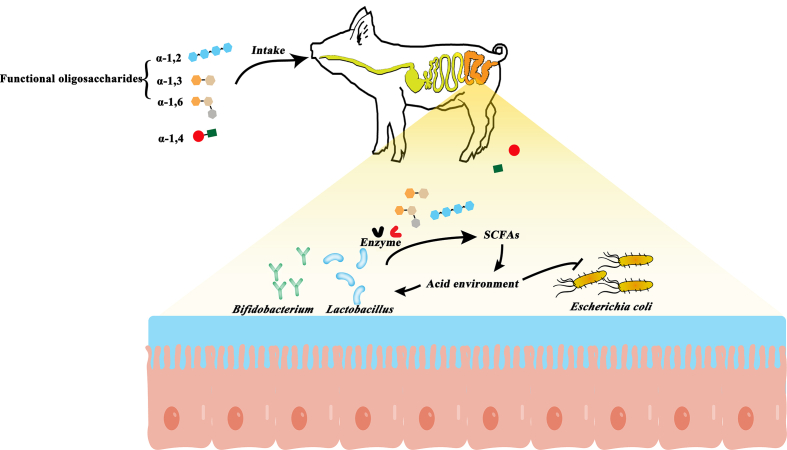 Applications and prospects of functional oligosaccharides in pig nutrition: A review