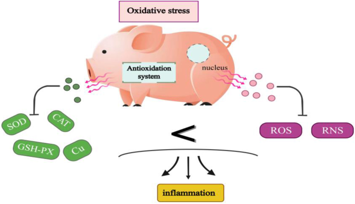 Applications and prospects of functional oligosaccharides in pig nutrition: A review