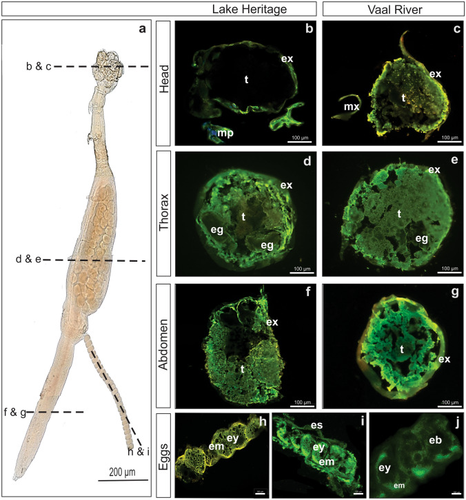 Biomineralisation and metal sequestration in a crustacean ectoparasite infecting the gills of a freshwater fish.