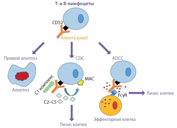 [Alemtuzumab-induced Graves' disease].