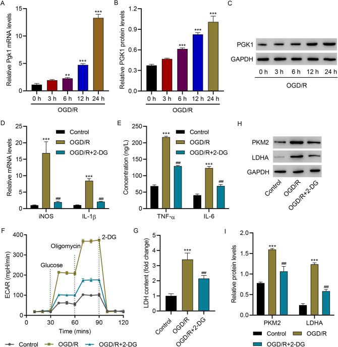 The Role of PGK1 in Promoting Ischemia/Reperfusion Injury-Induced Microglial M1 Polarization and Inflammation by Regulating Glycolysis.