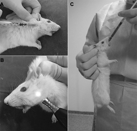 The Condylar Effects of Mesenchymal Stem Cells, Low-Level Laser Therapy and Grape Seed Extract on Functional Mandibular Advancement of the Rat Mandible.