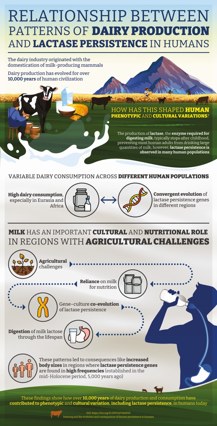 Dairy Production and Lactase Persistence in Humans.