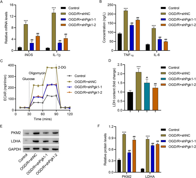 The Role of PGK1 in Promoting Ischemia/Reperfusion Injury-Induced Microglial M1 Polarization and Inflammation by Regulating Glycolysis.