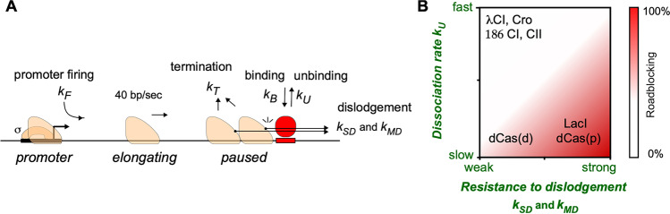 When push comes to shove - RNA polymerase and DNA-bound protein roadblocks.