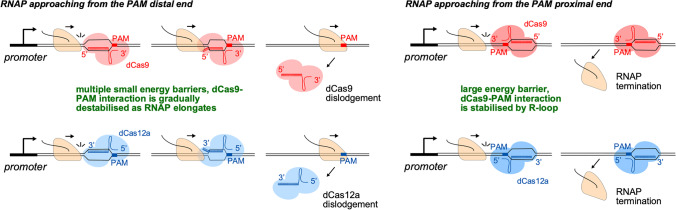 When push comes to shove - RNA polymerase and DNA-bound protein roadblocks.