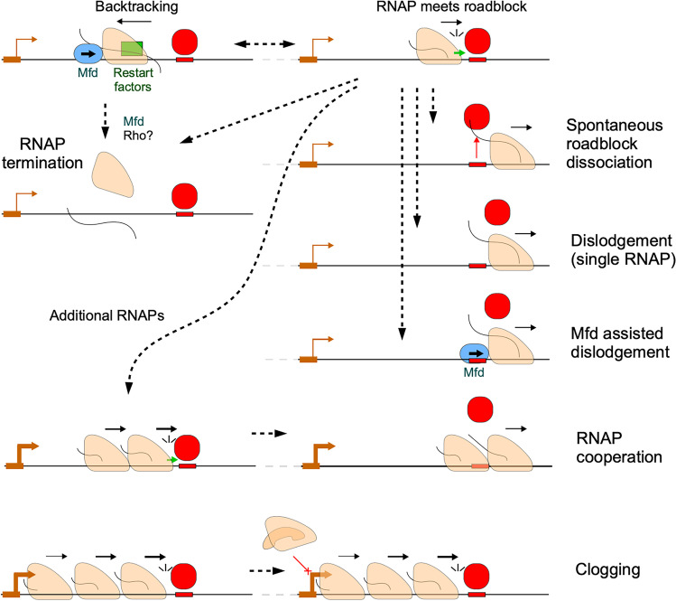 When push comes to shove - RNA polymerase and DNA-bound protein roadblocks.