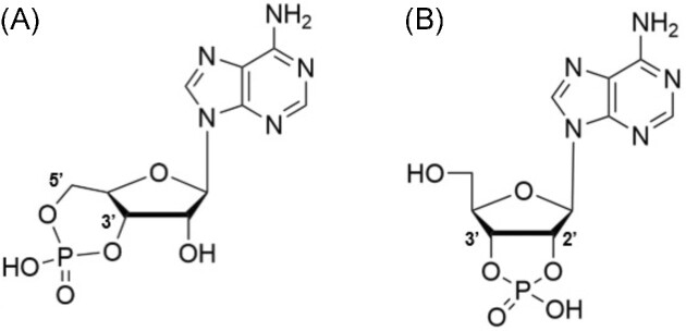 Putative nucleotide-based second messengers in archaea.