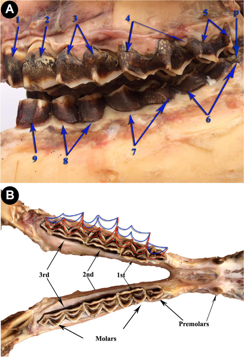 Morphological and radiological mapping of dental cusps in relation to spatial constraints on tooth shape of one humped camel (Camelus dromedarius).