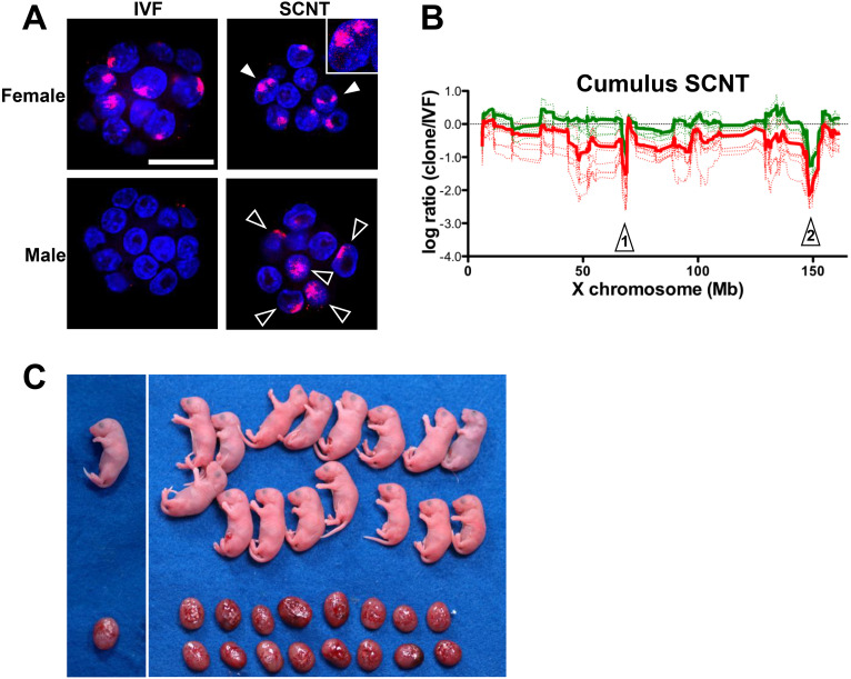 Mouse somatic cell nuclear transfer: What has changed and remained unchanged in 25 years.