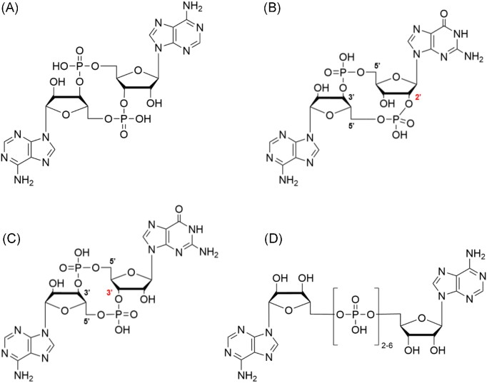 Putative nucleotide-based second messengers in archaea.