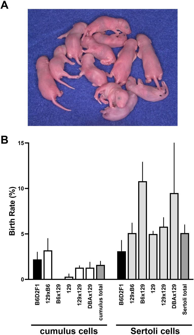 Mouse somatic cell nuclear transfer: What has changed and remained unchanged in 25 years.